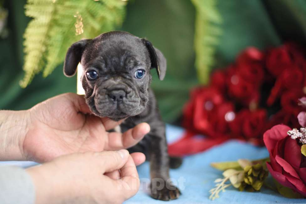 Собаки в Москве: щенки французкиого бульдога Мальчик, 50 000 руб. - фото 6