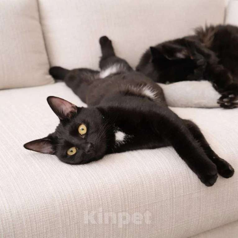 Кошки в Люберцах: Милочка озорная девчонка ищет своих мампап Девочка, Бесплатно - фото 3