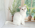 Кошки в Самаре: Кот скоттиш-страйт белый Мальчик, Бесплатно - фото 3