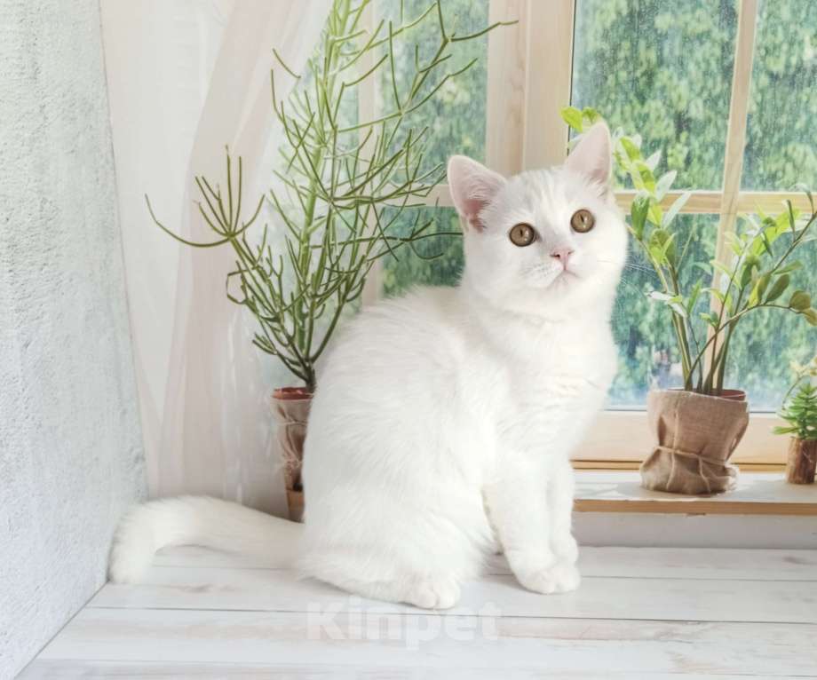Кошки в Самаре: Кот скоттиш-страйт белый Мальчик, Бесплатно - фото 3