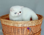 Кошки в Новосибирске: Продажа котят Мальчик, Бесплатно - фото 2