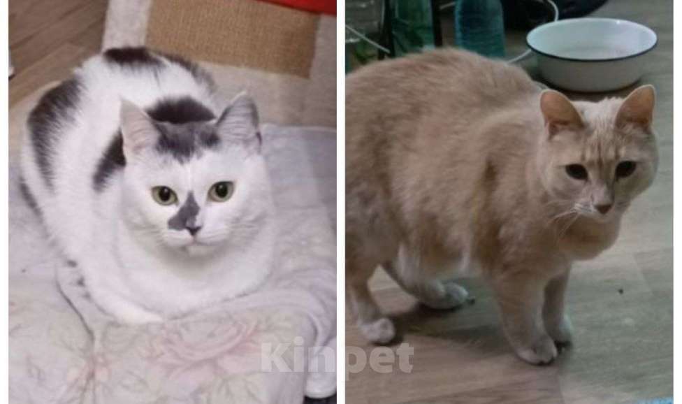 Кошки в других городах Московской области: Кошки в добрые руки Девочка, Бесплатно - фото 8