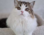Кошки в Ярославле: Шотландская длинношерстная девочка Девочка, 25 000 руб. - фото 5