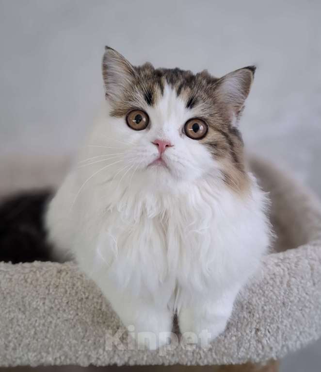Кошки в Ярославле: Шотландская длинношерстная девочка Девочка, 25 000 руб. - фото 5