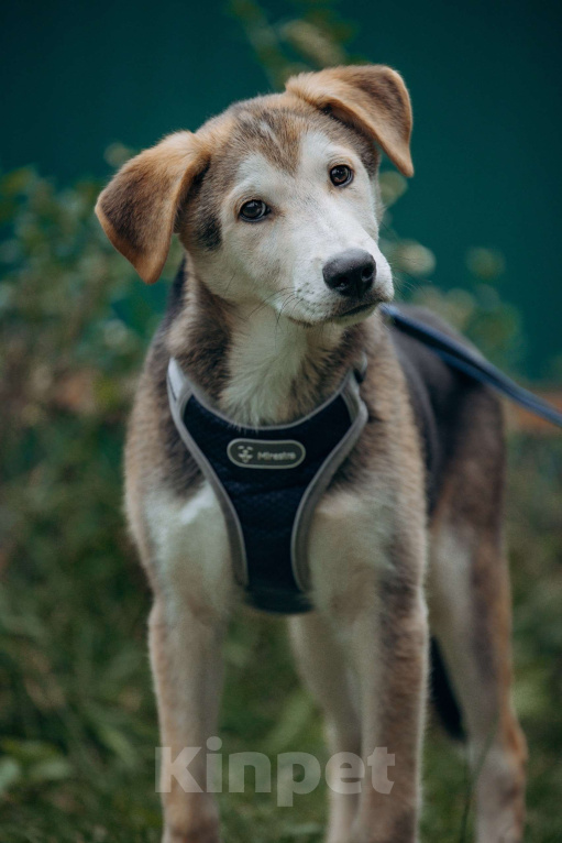 Собаки в Москве: Щенок в добрые руки бесплатно Москва Мальчик, Бесплатно - фото 5
