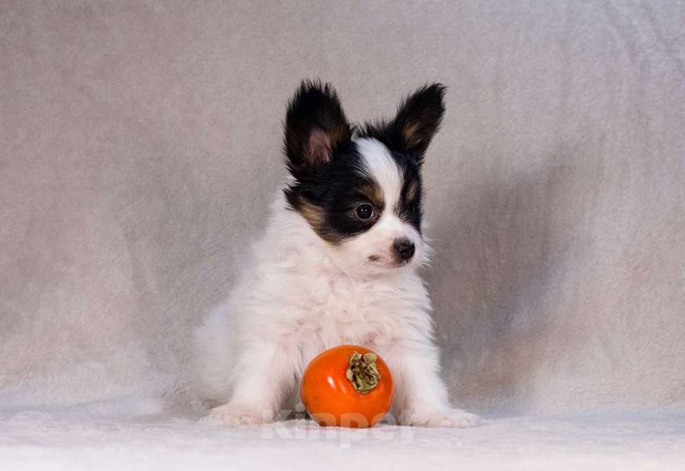 Собаки в Москве: щенок папийона Мальчик, 80 000 руб. - фото 4