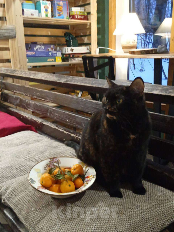 Кошки в Москве: Пушона живет в котокафе и мечтает о доме Девочка, 1 руб. - фото 2