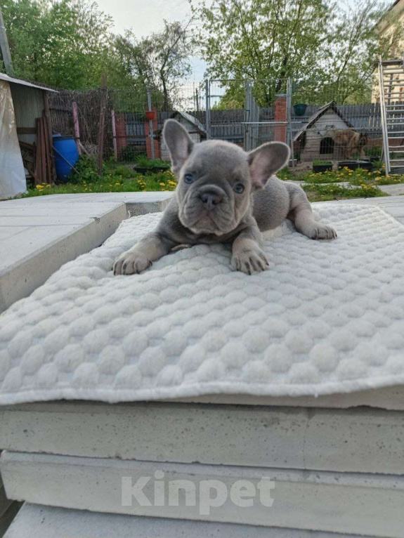 Собаки в Москве: Французский бульдог мальчик лиловый Мальчик, 70 000 руб. - фото 4