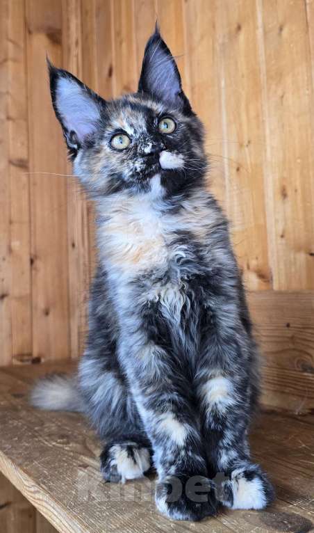 Кошки в Москве: Под стерелизацию Девочка, 40 000 руб. - фото 5