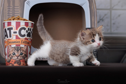 Котята манчкин
