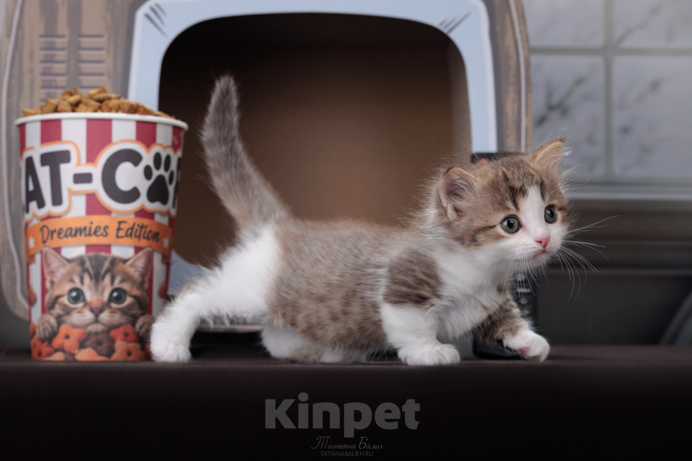 Кошки в Москве: Котята манчкин Мальчик, 99 999 руб. - фото 1
