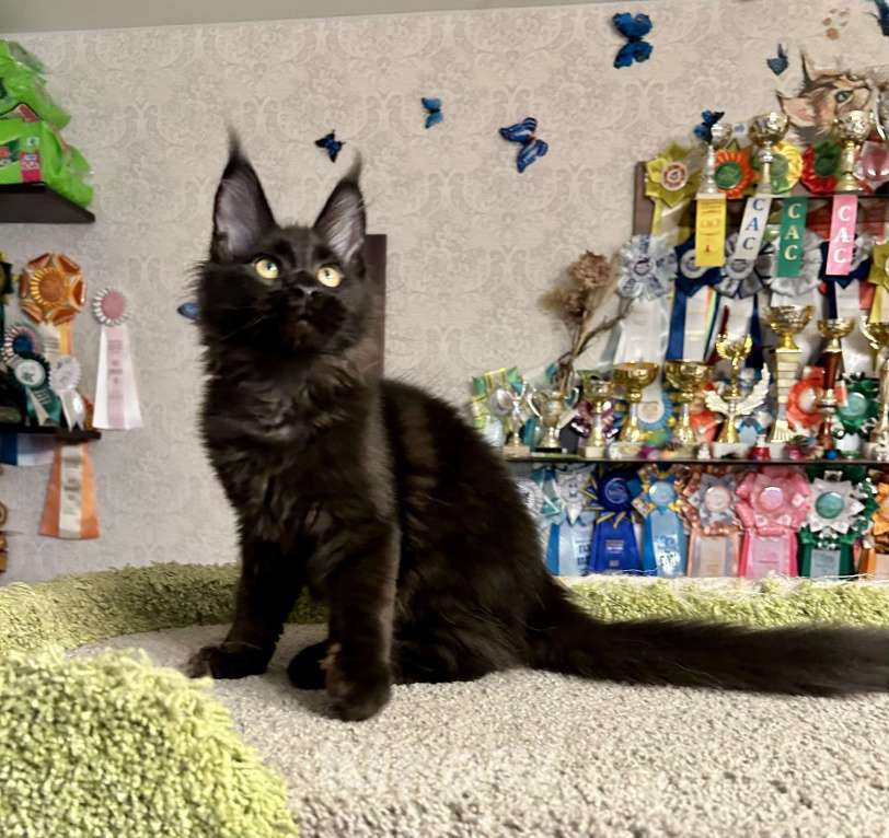 Кошки в Санкт-Петербурге: Черный солид мейн-кун Мальчик, 60 000 руб. - фото 5