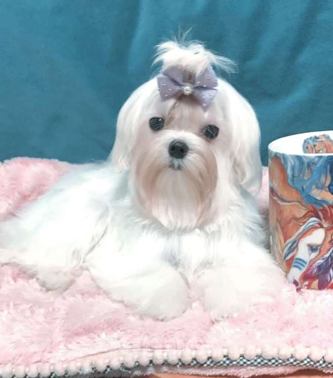 Собаки в Москве: Щенок мальтезе Мальчик, 150 000 руб. - фото 1