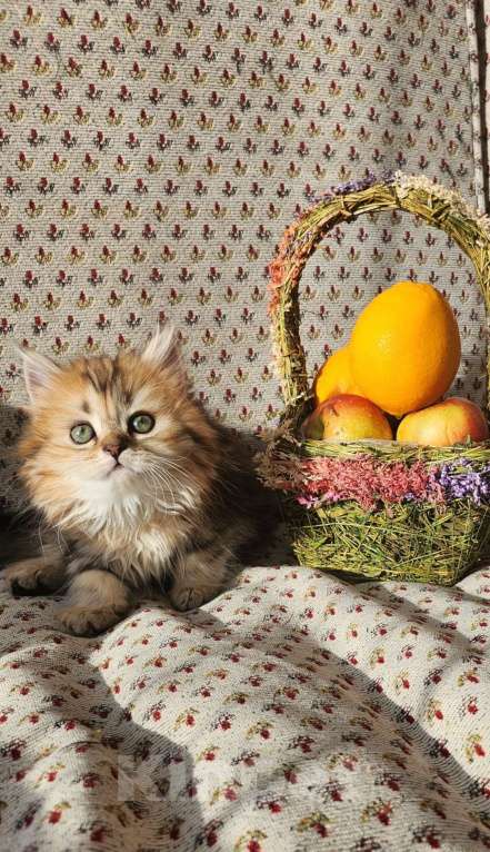 Кошки в Москве: Шотландские  котята Мальчик, 25 000 руб. - фото 3