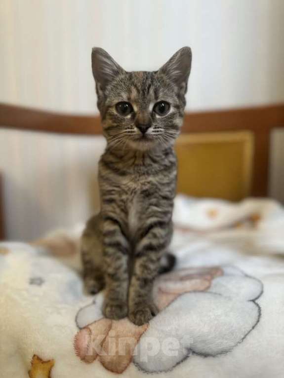 Кошки в Москве: Любопытная и нежная Тоси ищет дом (2 мес)  Девочка, Бесплатно - фото 1