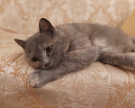 Кошки в Нижнем Новгороде: Красивая и ласковая кошка ищет постоянный дом Девочка, 10 руб. - фото 6