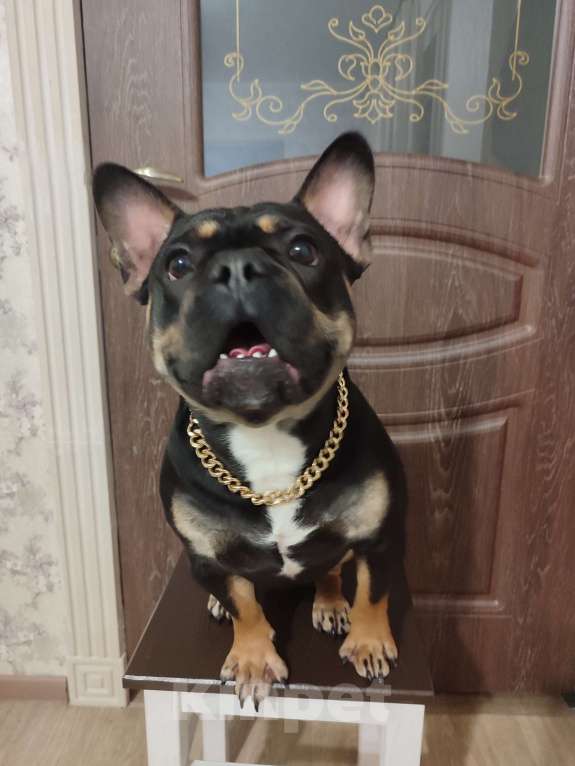 Собаки в других городах Астраханской области: Вязка французского бульдога Мальчик, Бесплатно - фото 8