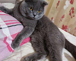 Кошки в Красноярске: Вязка с вислоухим шотландским котом, 1 500 руб. - фото 1