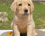 Собаки в Долгопрудном: Лабрадор щенок палевый мальчик 2 мес. РКФ Мальчик, 60 000 руб. - фото 1