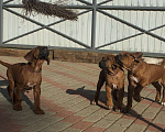 Собаки в Санкт-Петербурге: Родезийский риджбек щенок шоу класса Мальчик, 80 000 руб. - фото 5