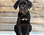Собаки в Москве: Предлагаются к продаже красивые, здоровые щенки породы Итальянского Кане Корсо Девочка, 25 000 руб. - фото 1