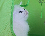Кошки в Волхове: Сибирские клубные котята. Мальчик. Мальчик, Бесплатно - фото 6