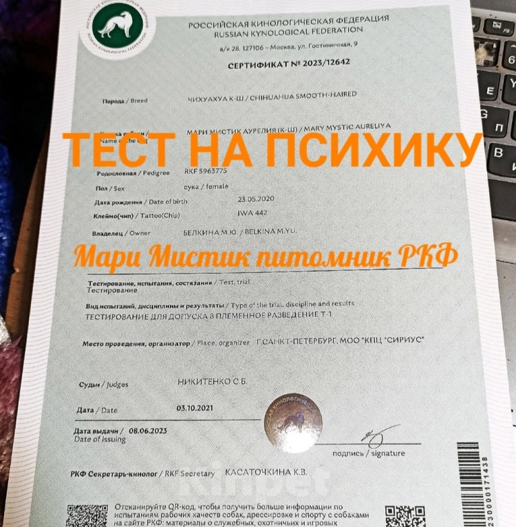 Собаки в Санкт-Петербурге: Шоколадного окраса чихуахуа Мальчик, 70 000 руб. - фото 7