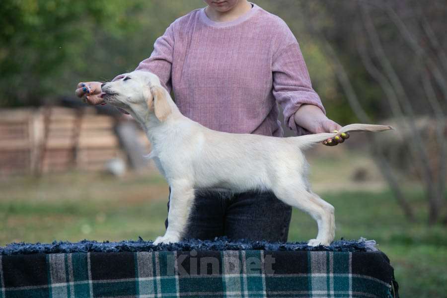 Собаки в Воронеже: Щенки золотистого ретривера  Мальчик, 60 000 руб. - фото 7