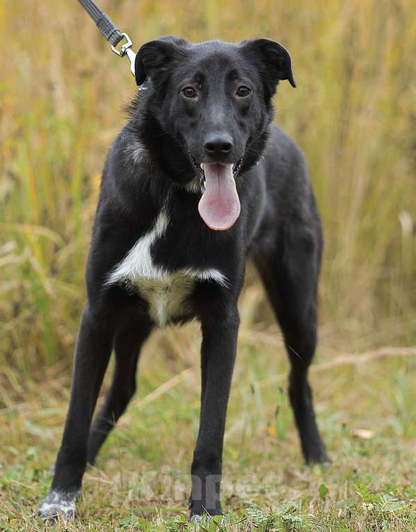 Собаки в Москве: Миша, вырос и грустит в приюте Мальчик, Бесплатно - фото 3