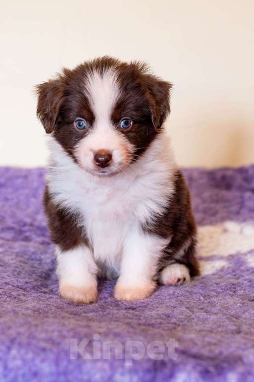 Собаки в Красноярске: Щенки миниаусси Разнополые, 100 руб. - фото 1