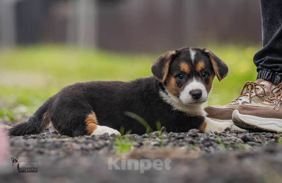 Собаки в Москве: Барон Мальчик, 50 000 руб. - фото 2