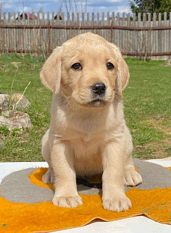 Объявление: Лабрадор щенок палевый мальчик 2 мес. РКФ, 60 000 руб., Долгопрудный