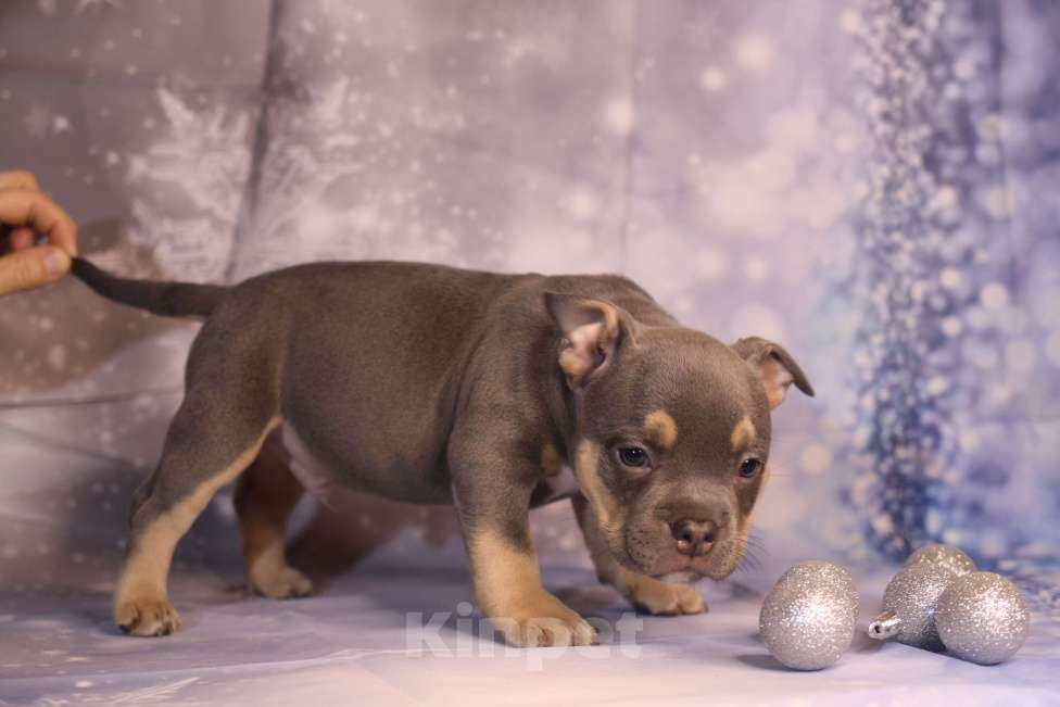 Собаки в Всеволожске: ММ ДАВИД КЬЯНТИ Мальчик, Бесплатно - фото 2