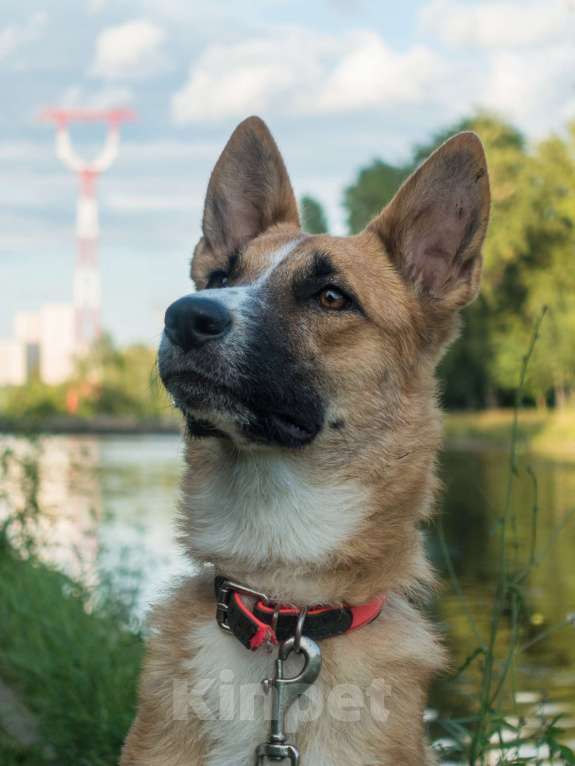 Собаки в Москве: Анфиса в дрбрые руки Девочка, Бесплатно - фото 8