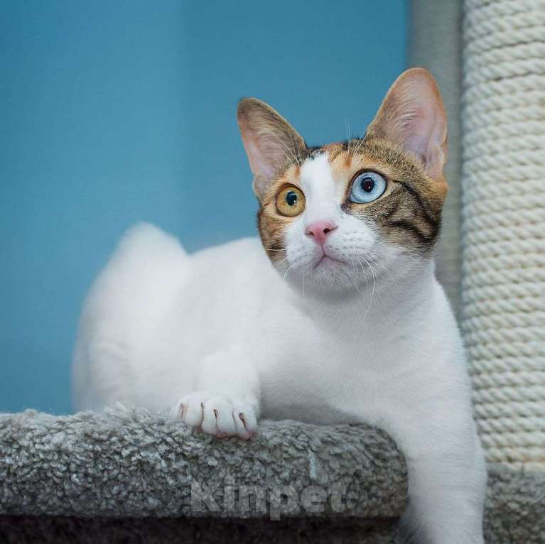 Кошки в Москве: Кошечка с разноцветными глазами в добрые руки 💛🩵 Девочка, Бесплатно - фото 3