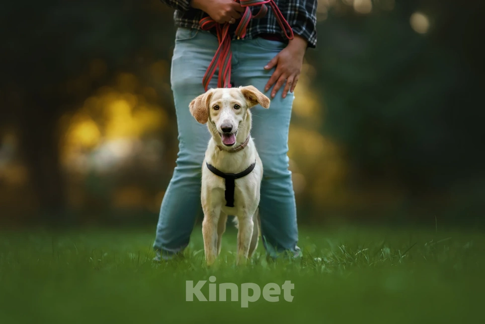 Собаки в Москве: Юна Девочка, Бесплатно - фото 2