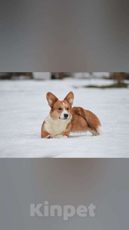 Собаки в других городах Московской области: Василиса для ответственных владельцев. Девочка, Бесплатно - фото 2