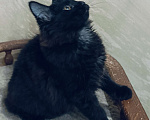 Кошки в Москве: Черный котёнок Мальчик, 35 000 руб. - фото 2