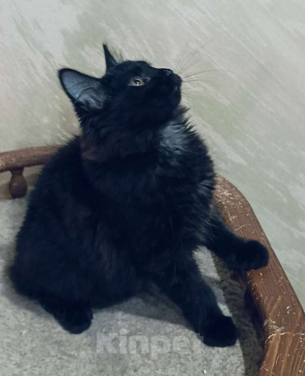 Кошки в Москве: Черный котёнок Мальчик, 35 000 руб. - фото 2