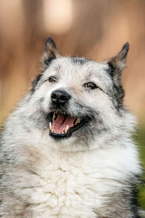 Собаки в Москве: Общительная и добродушная бородатая дама Софа Девочка, 1 руб. - фото 2