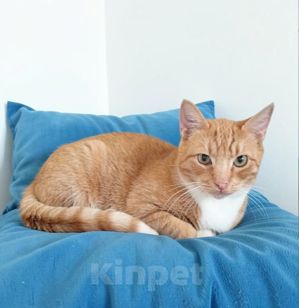 Кошки в Санкт-Петербурге: Котик-мурлыка ищет дом Мальчик, Бесплатно - фото 1