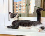 Кошки в Москве: Котенок Фибби в серо - голубой шубке в дар Девочка, Бесплатно - фото 3