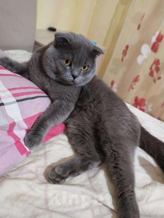 Кошки в Красноярске: Вязка с вислоухим шотландским котом, 1 500 руб. - фото 1
