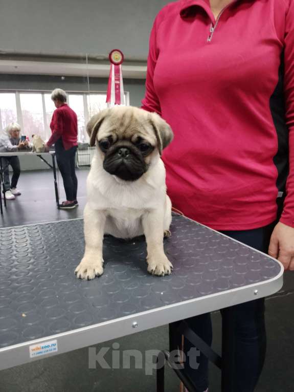 Собаки в Калуге: Девочка мопс Девочка, 60 000 руб. - фото 2