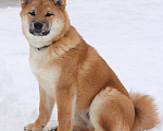 Собаки в Истре: Очаровательный щенок сиба ину Мальчик, 70 000 руб. - фото 2