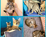 Кошки в Санкт-Петербурге: Котята SAVANNAH Ф4, Ф5 сбт Мальчик, 55 000 руб. - фото 1
