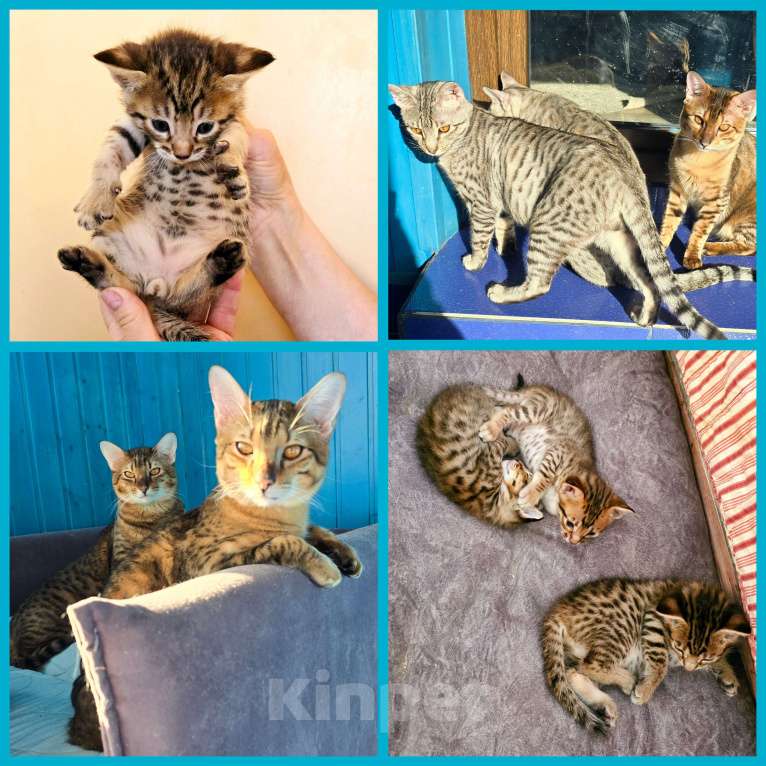 Кошки в Санкт-Петербурге: Котята SAVANNAH Ф4, Ф5 сбт Мальчик, 55 000 руб. - фото 1
