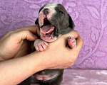 Собаки в Москве: Красивейшая девочка амстаффа Девочка, 120 000 руб. - фото 8