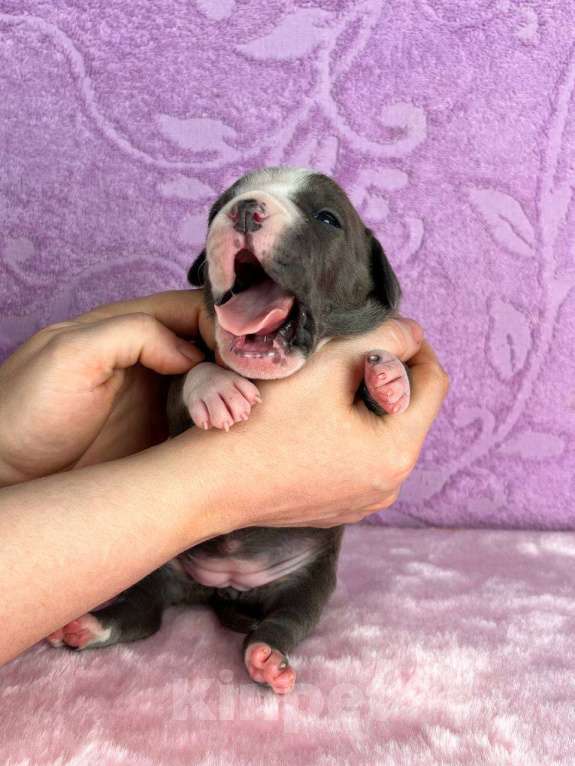 Собаки в Москве: Красивейшая девочка амстаффа Девочка, 120 000 руб. - фото 8