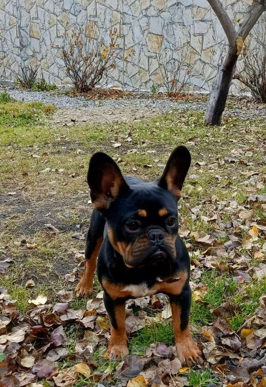 Собаки в Тюмени: французский бульдог мальчик Мальчик, Бесплатно - фото 1